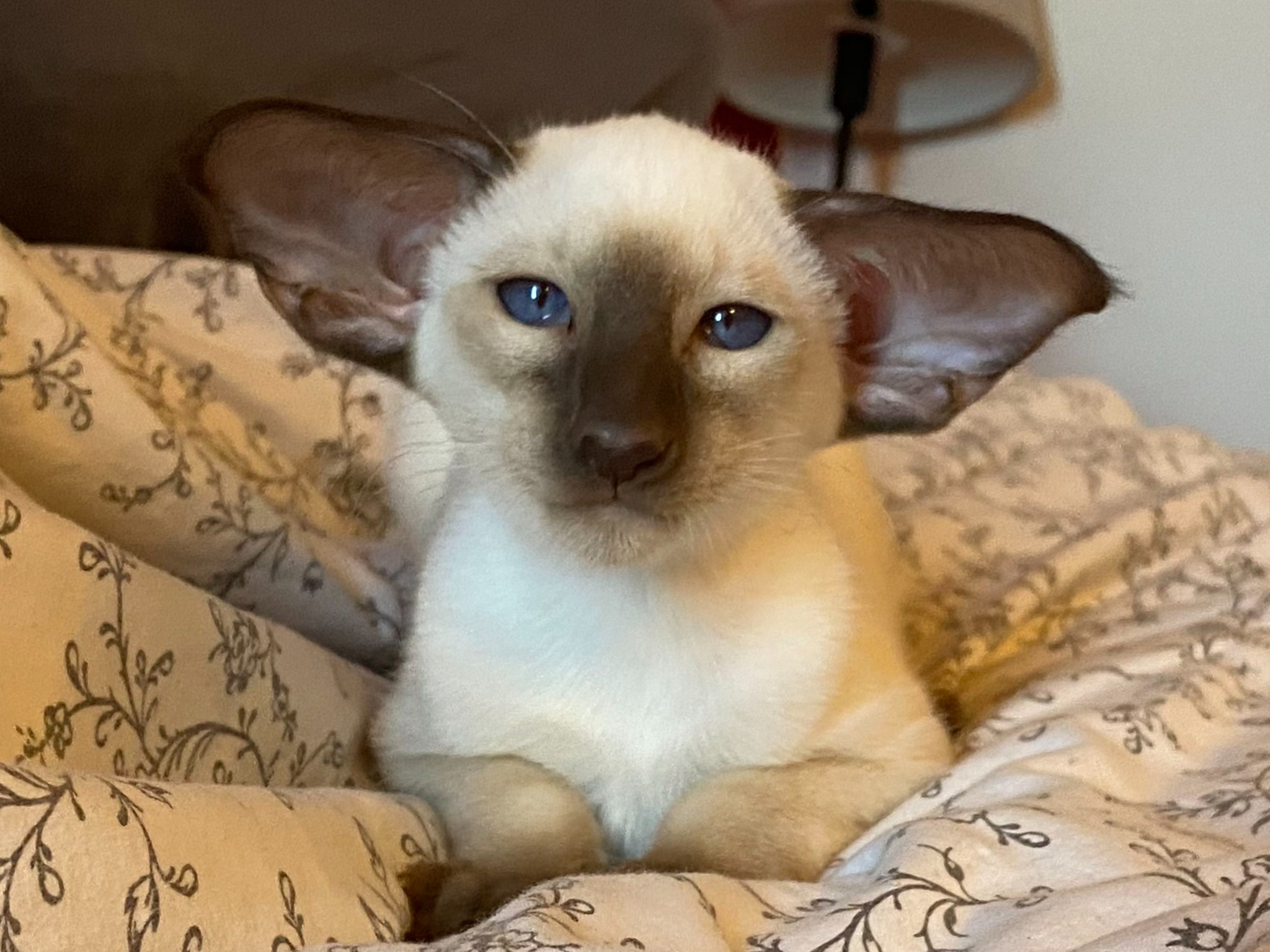 Oriental Express — Siamese e Orientale